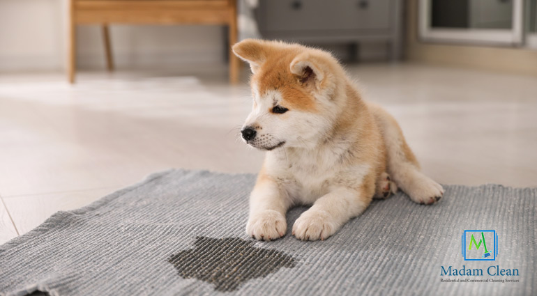 How To Clean After Pets Banner